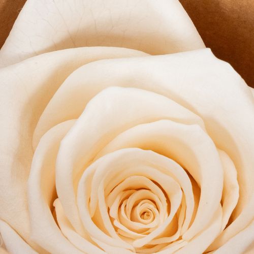 Product Rose heads, preserved flowers for elegant floral arrangements, 5cm, 6 pieces