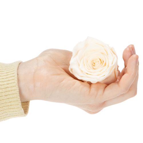 Product Rose heads, preserved flowers for elegant floral arrangements, 5cm, 6 pieces