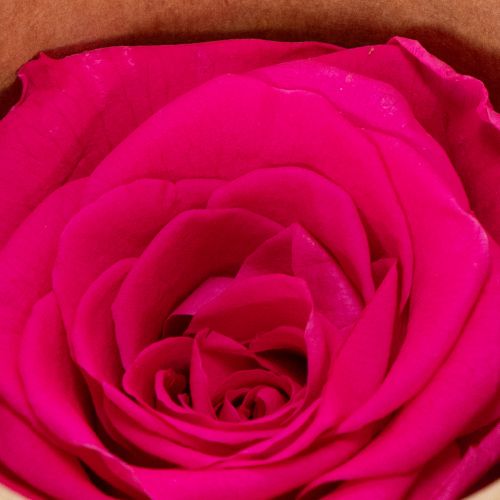 Product Preserved Rose Decorations, Real Flowers for Table Decoration, Unique and Sustainable Blooms, 5cm, 6 Pieces