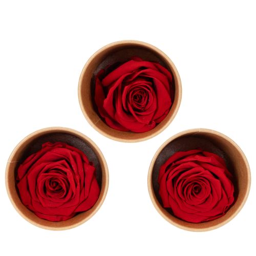 Floristik24 Preserved Roses Decorative Romantic Accentuate for Living Spaces or Weddings 5cm 6pcs