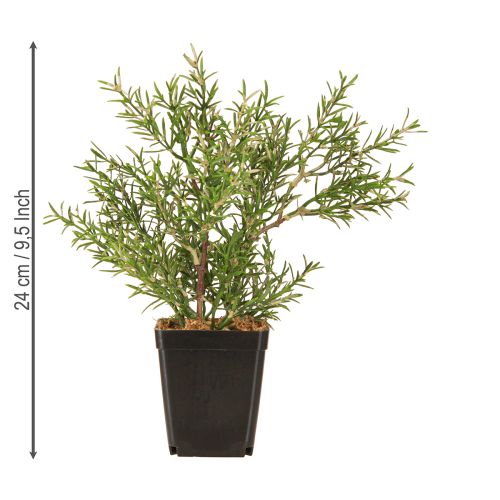 Product Rosemary in Pot Artificial Herbs Green Plants H24cm
