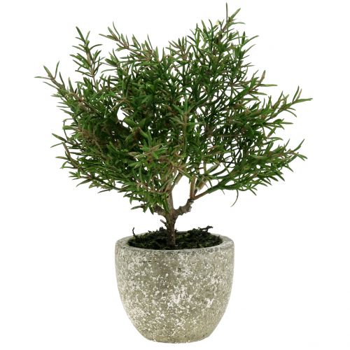 Floristik24 Artificial rosemary bush in a pot 23cm