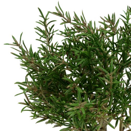 Floristik24 Artificial rosemary bush in a pot 23cm