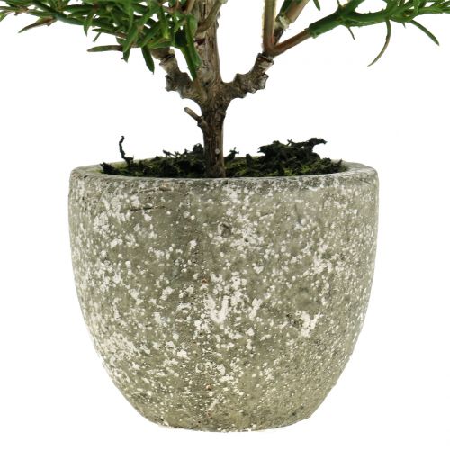 Floristik24 Artificial rosemary bush in a pot 23cm