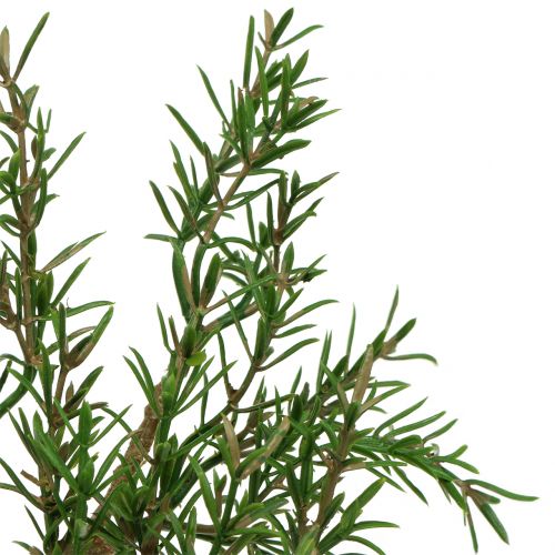 Floristik24 Rosemary branch 36cm 3pcs