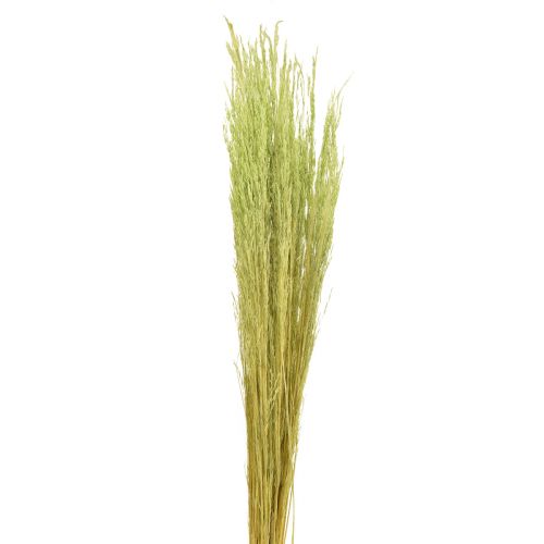Bent Grass Agrostis Capillaris Dry Grasses Green 65cm 80g