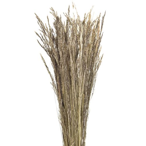 Floristik24 Bent grass Agrostis Capillaris dry grasses natural 60cm 80g