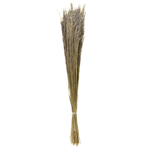 Floristik24 Bent grass Agrostis Capillaris dry grasses natural 60cm 80g