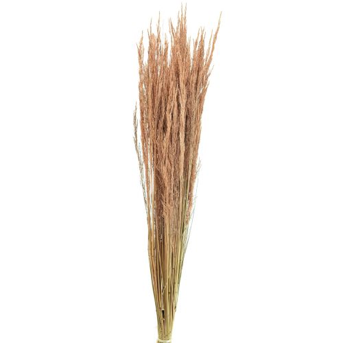 Red Bent Grass Agrostis Dry Grass Red Brown 65cm 80g