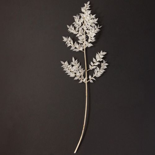 Product Ruscus branches decorative branches dried flowers bleached 10 pcs