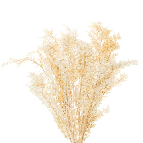 Dried ruscus decorative branch, bleached ruscus, 200g buy online | Floristik24.ie