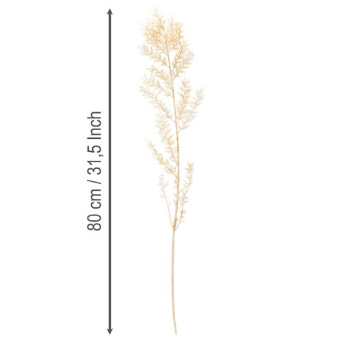 Dried ruscus decorative branch, bleached ruscus, 200g | Floristik24.ie
