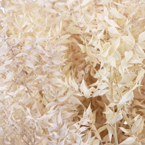 Ruscus dried decorative branches Ruscus bleached 1kg
