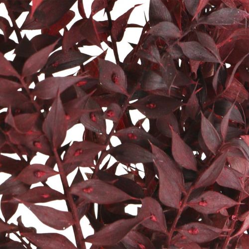 Product Dried Ruscus, dry floristry, thorn myrtle red L58cm 30g