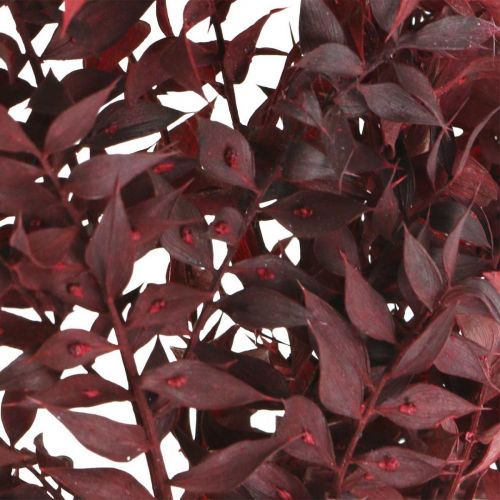 Floristik24 Dried Ruscus, dry floristry, thorn myrtle red L58cm 30g
