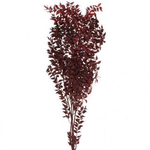 Floristik24 Dried Ruscus, dry floristry, thorn myrtle red L58cm 30g
