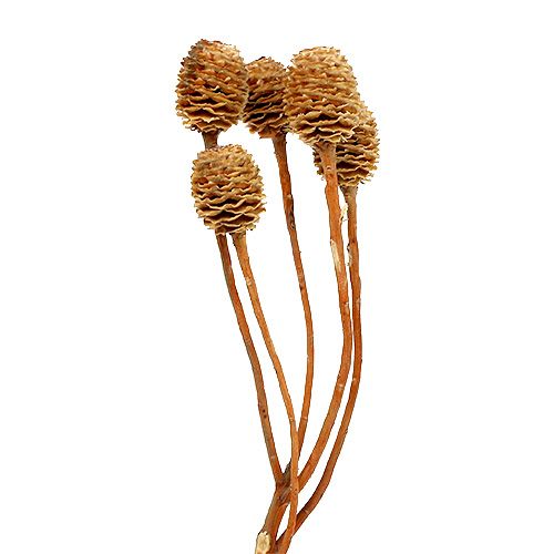 Floristik24 Sabulosum 4-6 heads per branch 25 pcs