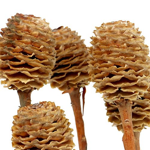 Product Sabulosum 4-6 heads per branch 25 pcs