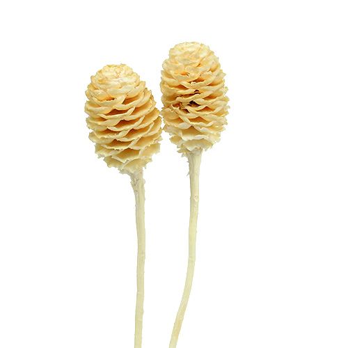 Sabulosum II bleached 25 pcs