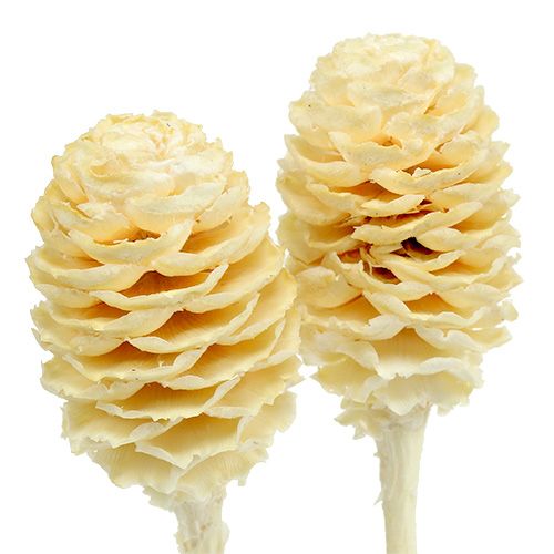 Product Sabulosum II bleached 25 pcs