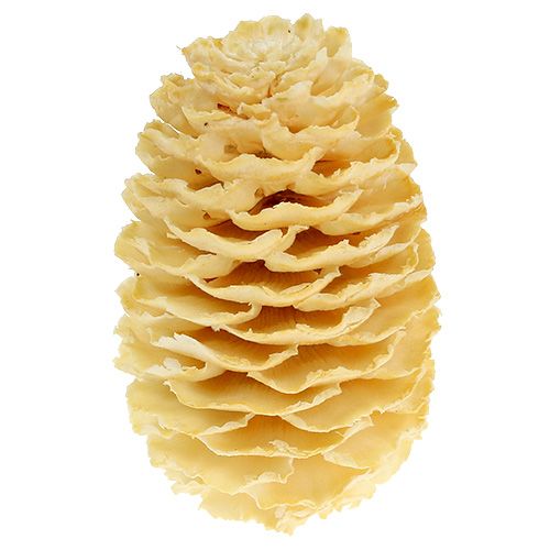 Product Sabulosum cones bleached 500g
