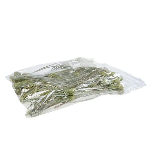 Product Sabulosum branch 4-6 Green frosted 25 pcs