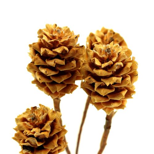 Product Salignum light 4-6 flowers on branch Leucadendron 100 pcs