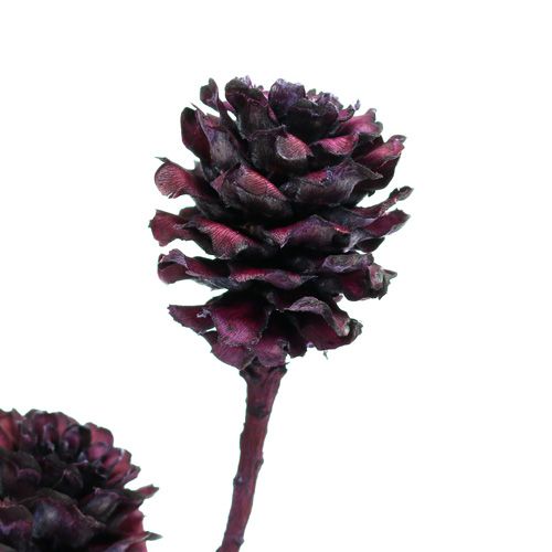 Floristik24 Salignum branches with cones Berry 25 pcs