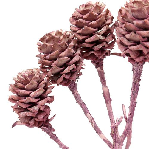 Product Salignum blackberry frosted 25 pcs