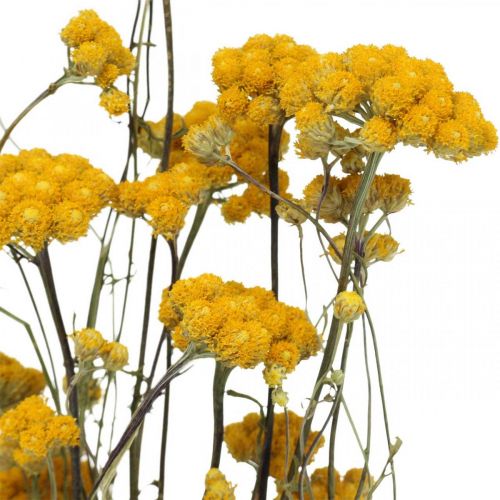 Floristik24 Bunch of curry shrub, yellow dried flower, golden sun, Italian helichrysum L58cm 45g