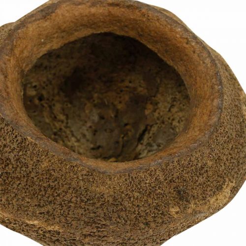 Floristik24 Paradise Nut Plant Pot Natural Sapucaia Ø14cm H10cm 3 pcs