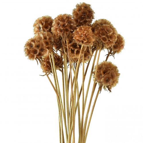 Floristik24 Scabiosa dried natural scabiosa dried flowers H50cm 100g