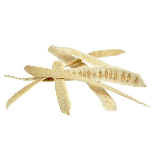 Floristik24 Scaletta pod bleached 25 pcs