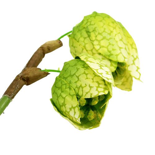 Floristik24 Chess flower green with roots L30cm