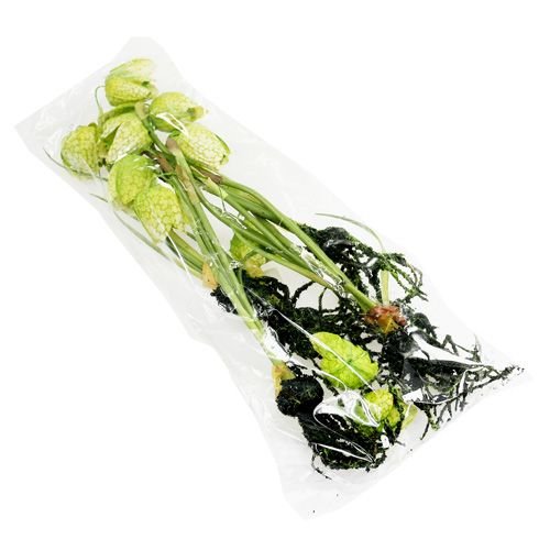 Floristik24 Chess flower green with roots L30cm