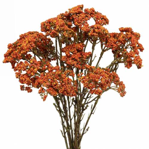 Floristik24 Artificial yarrow orange 74cm 3pcs