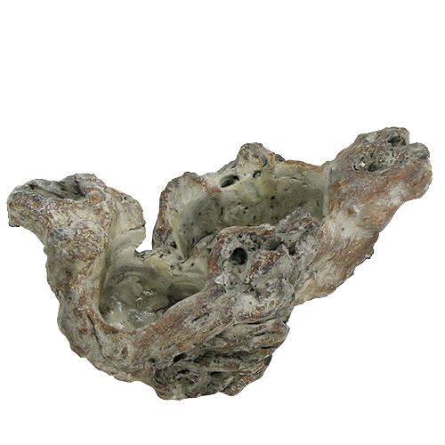 Floristik24 Bowl wood root 25.5cm x 14cm H11.5cm