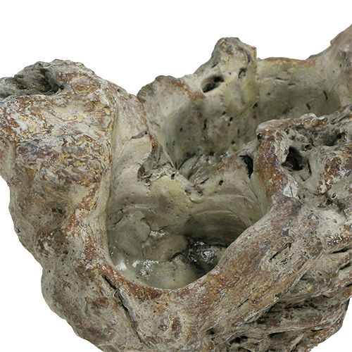 Floristik24 Bowl wood root 25.5cm x 14cm H11.5cm