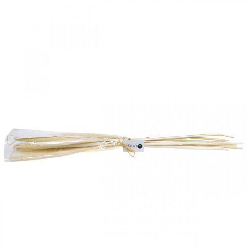 Floristik24 Reed deco reed grass dried bleached H60cm bunch