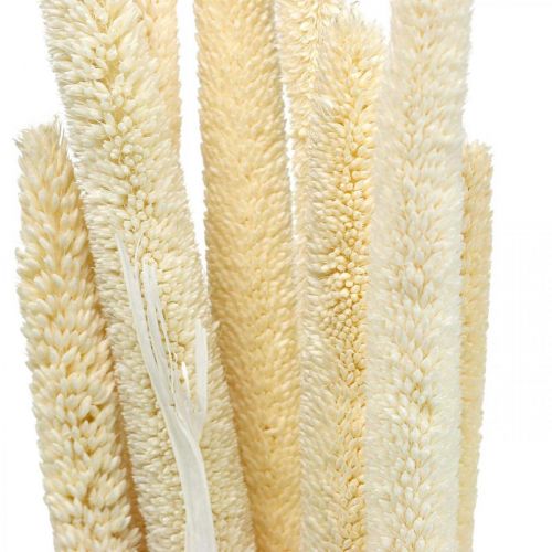 Product Reed deco reed grass dried bleached H60cm bunch