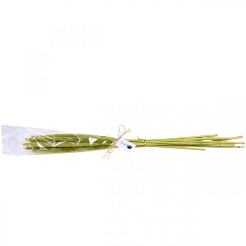 Floristik24 Reed cob deco reed grass dried green H60cm bunch