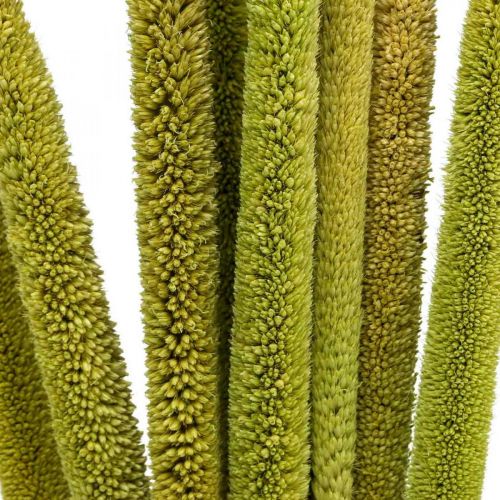 Floristik24 Reed cob deco reed grass dried green H60cm bunch