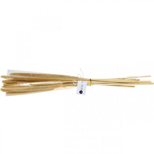 Floristik24 Reed cob deco reed grass dried natural H60cm bunch