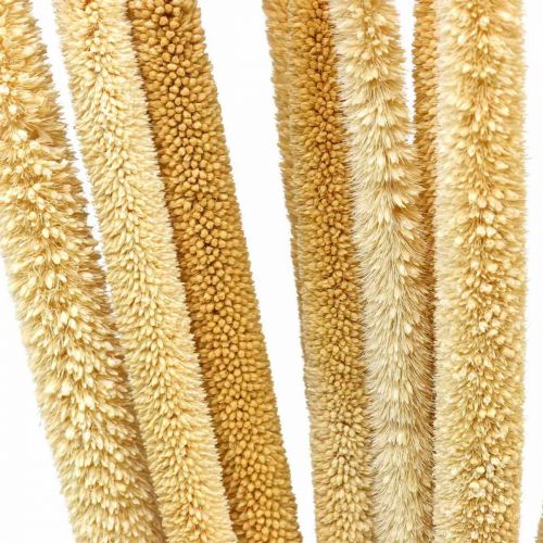 Reed cob deco reed grass dried natural H60cm bunch