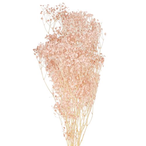 Floristik24 Gypsophila Decoration Orange Dried Grasses Peach 65-70cm 100g