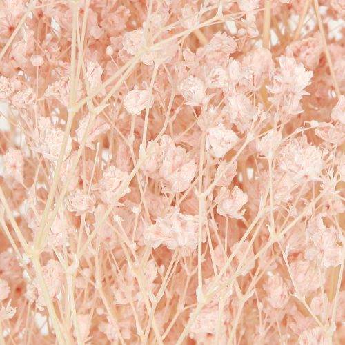 Floristik24 Gypsophila Decoration Orange Dried Grasses Peach 65-70cm 100g
