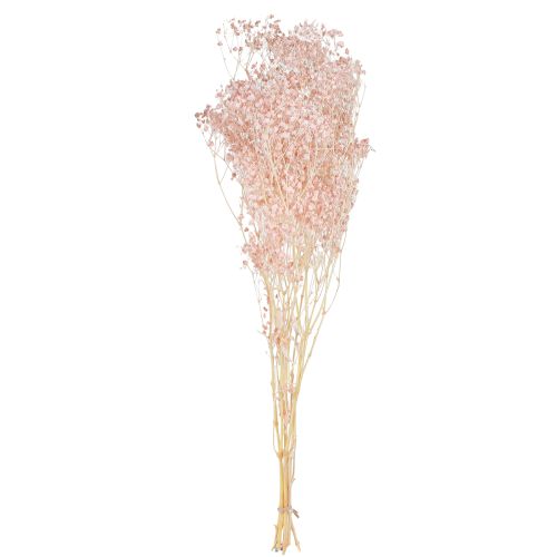 Floristik24 Gypsophila Decoration Orange Dried Grasses Peach 65-70cm 100g