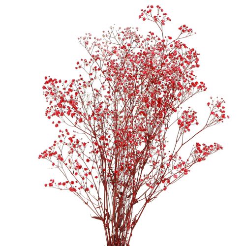 Floristik24 Gypsophila Dried Flowers Red 50cm 55g
