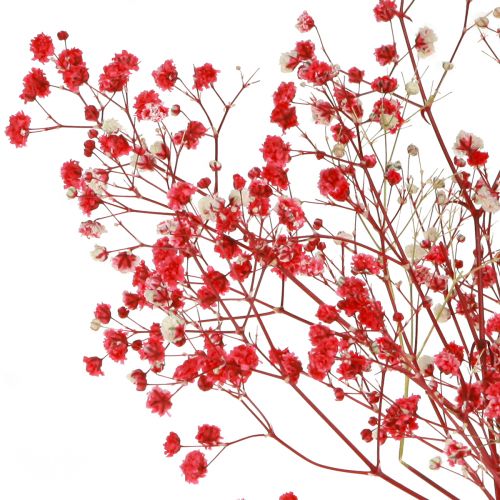 Floristik24 Gypsophila Dried Flowers Red 50cm 55g