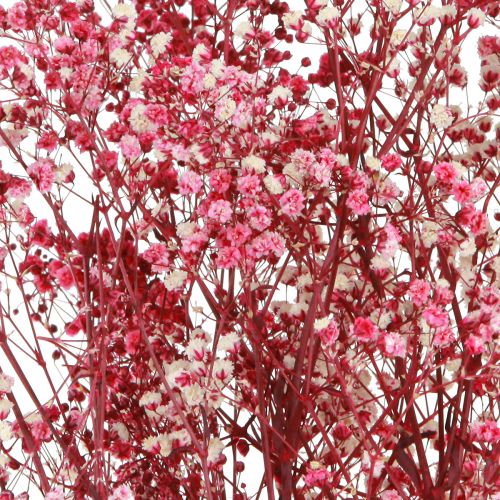 Floristik24 Gypsophila paniculata Dried Baby's Breath Berry 50cm 55g